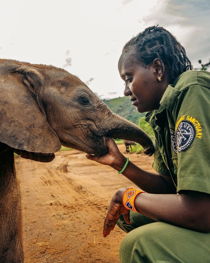 A keeper bottle-feeding an orphaned elephant